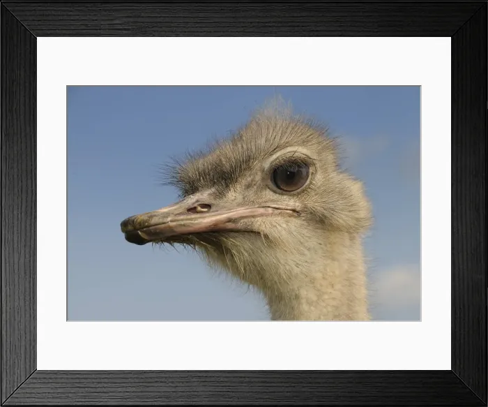 Framed Print : African ostriches (Struthio camelus), ostrich farm, Thalheim, Oschatz, Saxony, Germany, Europe Framed Print : African ostriches (Struthio camelus), ostrich farm, Thalheim, Oschatz, Saxony, Germany, Europe