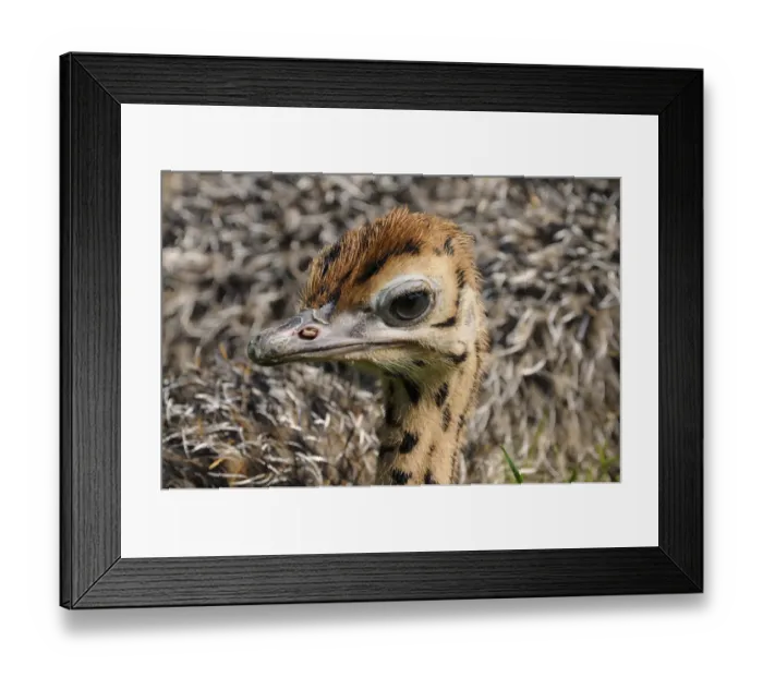Framed Print : African ostrich (Struthio camelus), chick on an ostrich farm, Thalheim, Oschatz, Saxony, Germany, Europe Framed Print : African ostrich (Struthio camelus), chick on an ostrich farm, Thalheim, Oschatz, Saxony, Germany, Europe