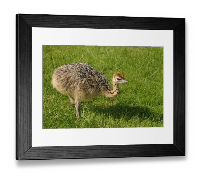 Framed Print : African ostrich (Struthio camelus), chick on an ostrich farm, Thalheim, Oschatz, Saxony, Germany, Europe Framed Print : African ostrich (Struthio camelus), chick on an ostrich farm, Thalheim, Oschatz, Saxony, Germany, Europe