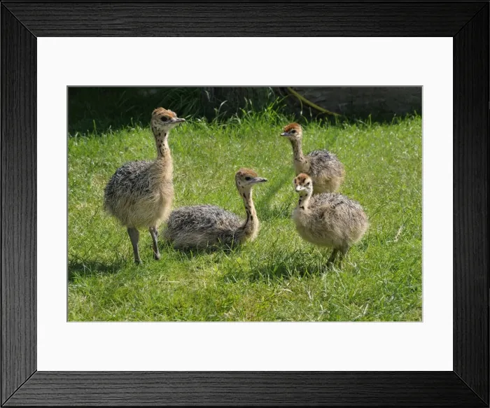 Framed Print : African ostrich (Struthio camelus), chicks on an ostrich farm, Thalheim, Oschatz, Saxony, Germany, Europe Framed Print : African ostrich (Struthio camelus), chicks on an ostrich farm, Thalheim, Oschatz, Saxony, Germany, Europe