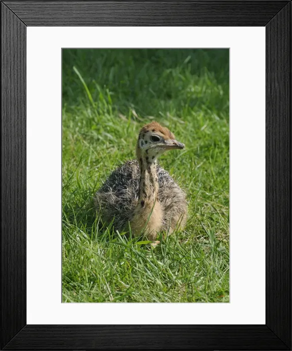 Framed Print : African ostrich (Struthio camelus), chick on an ostrich farm, Thalheim, Oschatz, Saxony, Germany, Europe Framed Print : African ostrich (Struthio camelus), chick on an ostrich farm, Thalheim, Oschatz, Saxony, Germany, Europe
