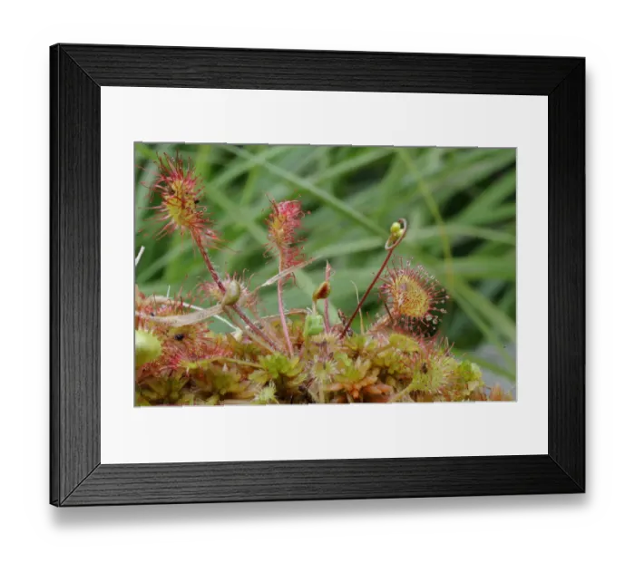 Framed Print : Oblong-leaved sundew or spoonleaf sundew (Drosera intermedia) in its natural bog habitat, Birr, Offaly, Midlands, Republic of Ireland, Europe Framed Print : Oblong-leaved sundew or spoonleaf sundew (Drosera intermedia) in its natural bog habitat, Birr, Offaly, Midlands, Republic of Ireland, Europe