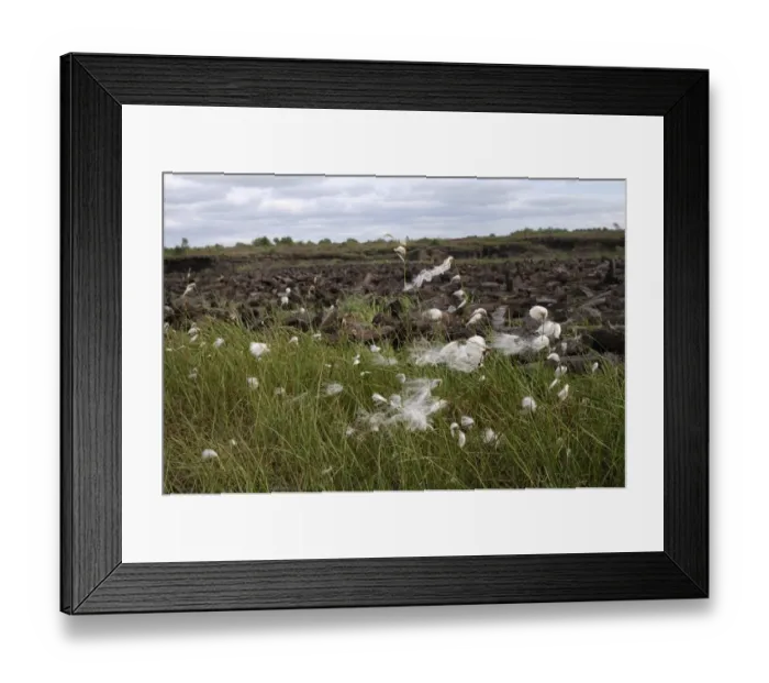 Framed Print : Cottongrass (Eriophorum angustifolium), in the back peat briquettes, Birr, Leinster, Republic of Ireland, Europe Framed Print : Cottongrass (Eriophorum angustifolium), in the back peat briquettes, Birr, Leinster, Republic of Ireland, Europe