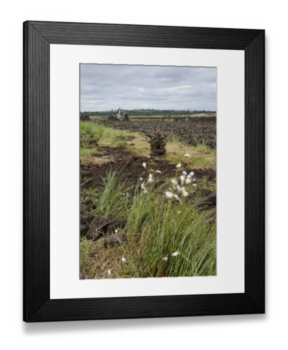 Framed Print : Cottongrass (Eriophorum angustifolium), in the back peat briquettes, Birr, Leinster, Republic of Ireland, Europe Framed Print : Cottongrass (Eriophorum angustifolium), in the back peat briquettes, Birr, Leinster, Republic of Ireland, Europe