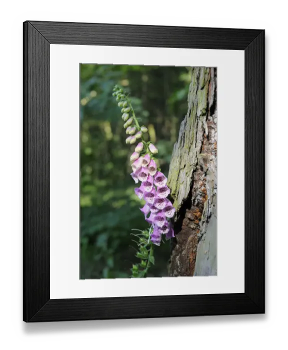 Framed Print : Foxglove (Digitalis purpurea), Saxony, Germany, Europe
