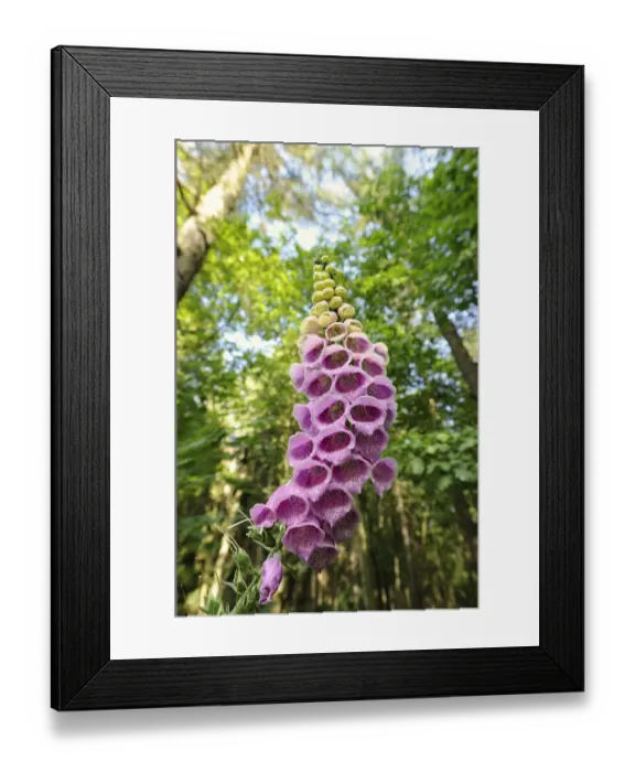Framed Print : Foxglove (Digitalis purpurea), Saxony, Germany, Europe