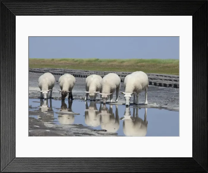 Framed Print : Sheep on the fortified beach on the Hamburger Hallig holm, North Friesland, Schleswig-Holstein, Germany, Europe Framed Print : Sheep on the fortified beach on the Hamburger Hallig holm, North Friesland, Schleswig-Holstein, Germany, Europe