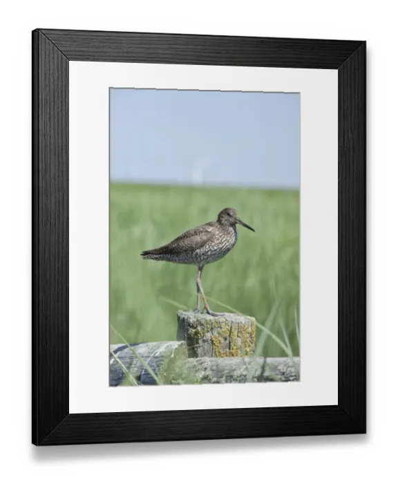 Framed Print : Common Redshank (Tringa totanus) Framed Print : Common Redshank (Tringa totanus)