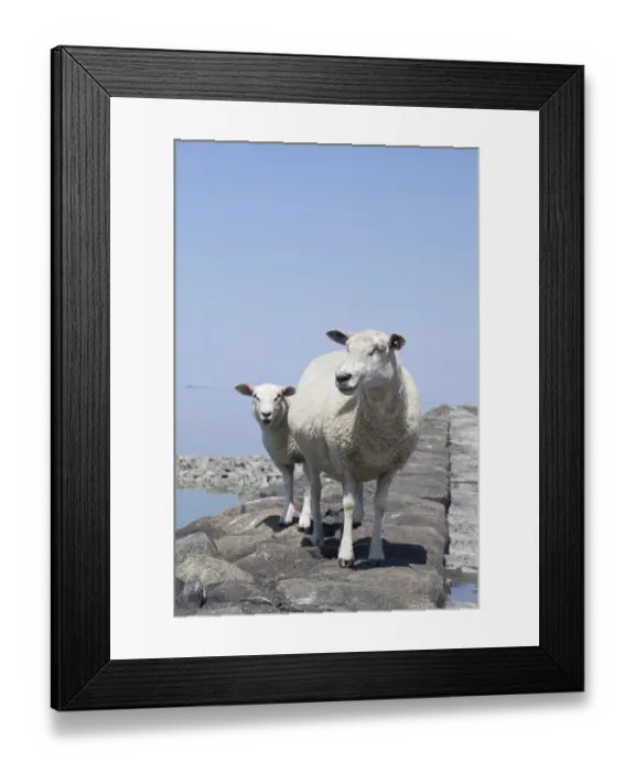 Framed Print : Sheep on the fortified beach on the Hamburger Hallig holm, North Friesland, Schleswig-Holstein, Germany, Europe Framed Print : Sheep on the fortified beach on the Hamburger Hallig holm, North Friesland, Schleswig-Holstein, Germany, Europe