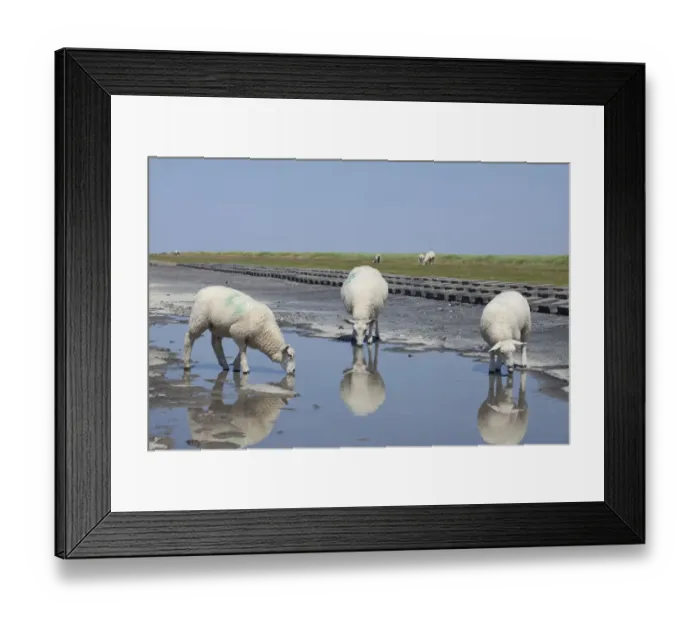 Framed Print : Sheep on the fortified beach on the Hamburger Hallig holm, North Friesland, Schleswig-Holstein, Germany, Europe Framed Print : Sheep on the fortified beach on the Hamburger Hallig holm, North Friesland, Schleswig-Holstein, Germany, Europe