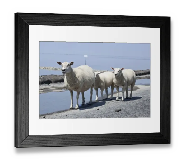Framed Print : Sheep on the fortified beach on the Hamburger Hallig holm, North Friesland, Schleswig-Holstein, Germany, Europe Framed Print : Sheep on the fortified beach on the Hamburger Hallig holm, North Friesland, Schleswig-Holstein, Germany, Europe