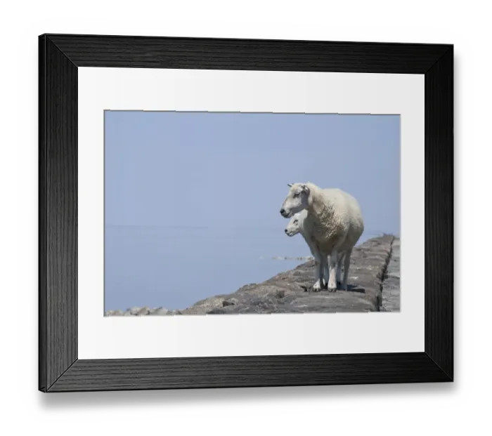 Framed Print : Sheep on the fortified beach on the Hamburger Hallig holm, North Friesland, Schleswig-Holstein, Germany, Europe Framed Print : Sheep on the fortified beach on the Hamburger Hallig holm, North Friesland, Schleswig-Holstein, Germany, Europe