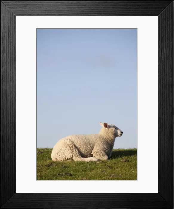 Framed Print : Sheep on the Nordstrand dyke of Husum, North Friesland, Schleswig-Holstein, Germany, Europe Framed Print : Sheep on the Nordstrand dyke of Husum, North Friesland, Schleswig-Holstein, Germany, Europe