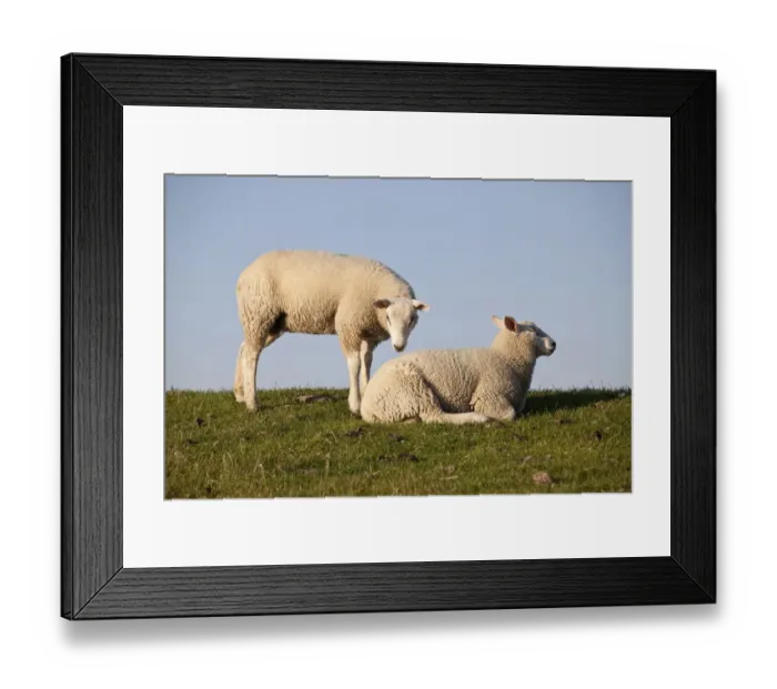 Framed Print : Sheep on the Nordstrand dyke of Husum, North Friesland, Schleswig-Holstein, Germany, Europe Framed Print : Sheep on the Nordstrand dyke of Husum, North Friesland, Schleswig-Holstein, Germany, Europe