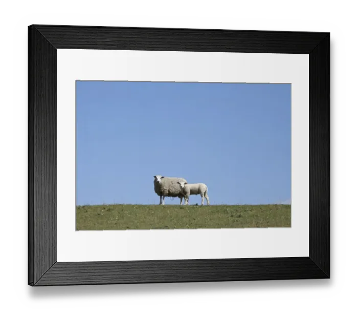 Framed Print : Sheep on the Nordstrand dyke of Husum, North Friesland, Schleswig-Holstein, Germany, Europe Framed Print : Sheep on the Nordstrand dyke of Husum, North Friesland, Schleswig-Holstein, Germany, Europe