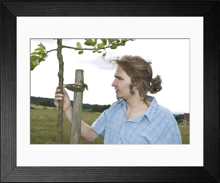 Framed Print : Farmer examining a young fruit tree Framed Print : Farmer examining a young fruit tree
