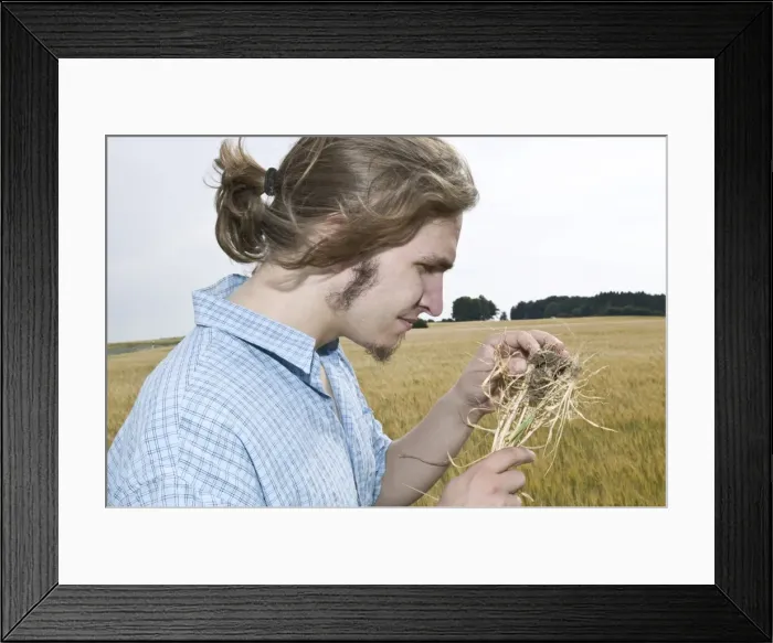 Framed Print : Farmer examining cereal Framed Print : Farmer examining cereal