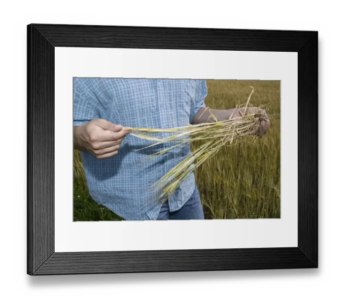 Framed Print : Farmer examining cereal Framed Print : Farmer examining cereal