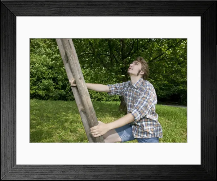 Framed Print : Farmer climbing a ladder leaning on a fruit tree Framed Print : Farmer climbing a ladder leaning on a fruit tree