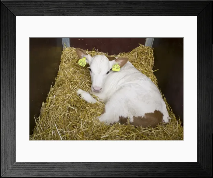 Framed Print : Calf in a calf box Framed Print : Calf in a calf box