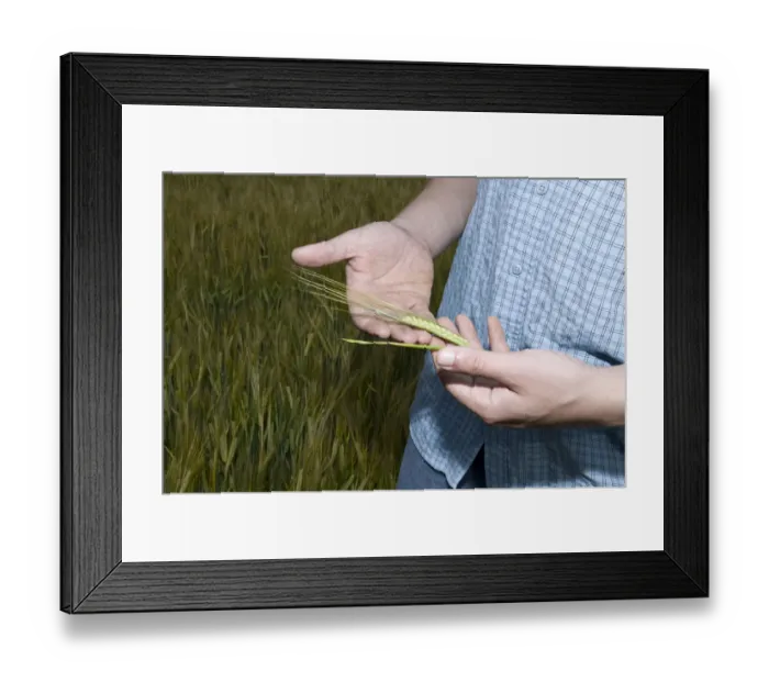 Framed Print : Farmer examining cereal Framed Print : Farmer examining cereal