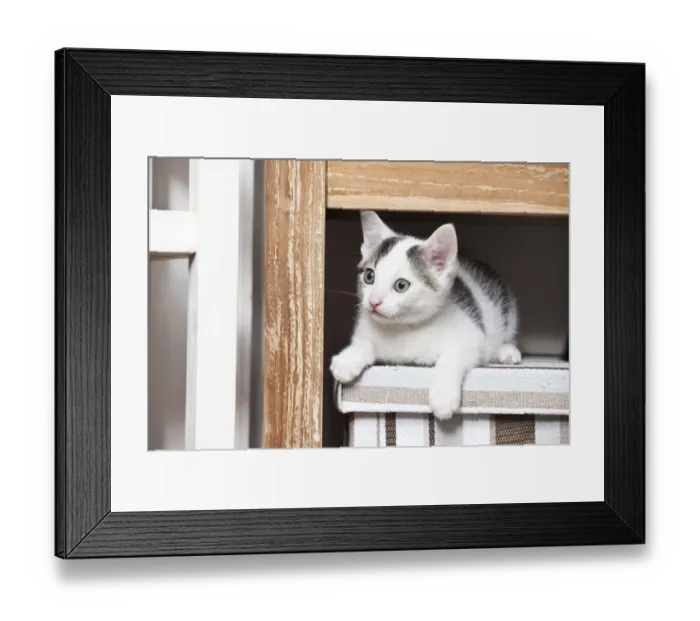 Framed Print : Young male cat, 10 weeks, lying on a box Framed Print : Young male cat, 10 weeks, lying on a box