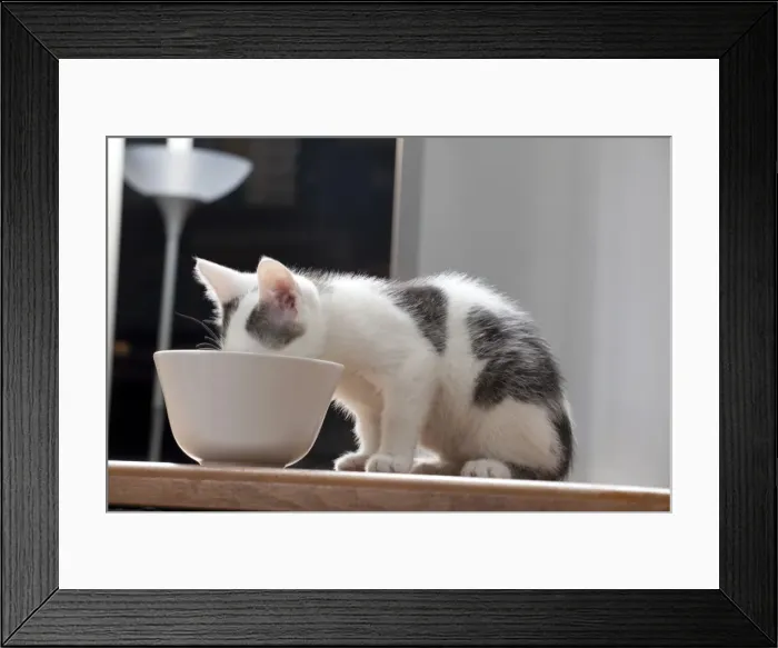 Framed Print : Young male cat, 10 weeks, drinking from a bowl