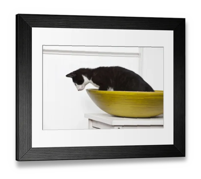 Framed Print : Young male cat, 10 weeks, sitting in a wooden bowl Framed Print : Young male cat, 10 weeks, sitting in a wooden bowl