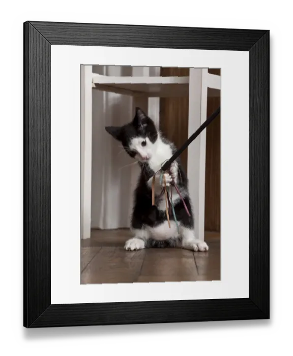 Framed Print : Young male cat, 10 weeks, playing with a cat toy Framed Print : Young male cat, 10 weeks, playing with a cat toy