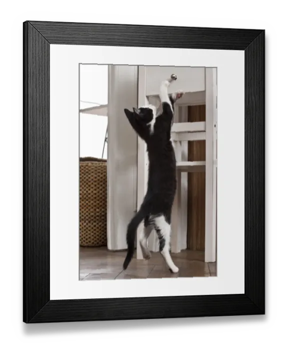Framed Print : Young male cat, 10 weeks, playing Framed Print : Young male cat, 10 weeks, playing