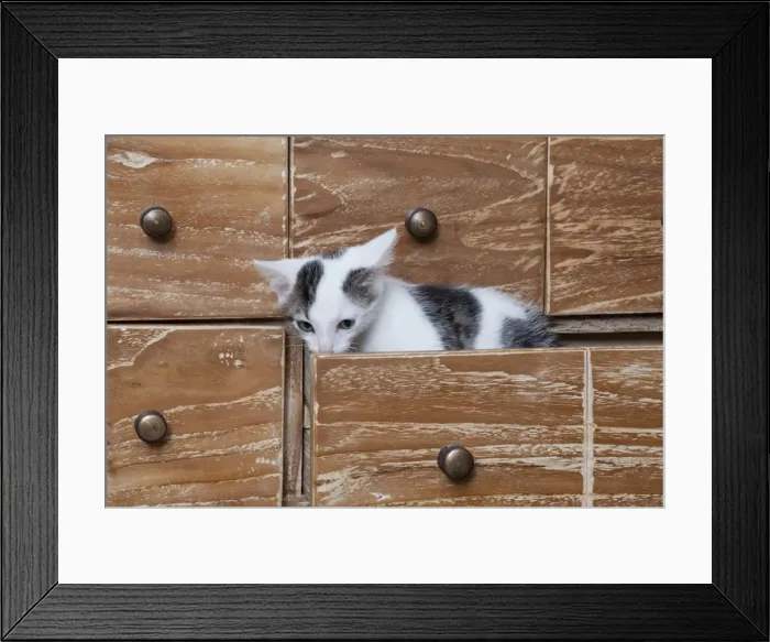 Framed Print : Young male cat, 10 weeks, sitting in a drawer Framed Print : Young male cat, 10 weeks, sitting in a drawer