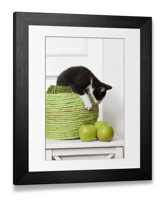 Framed Print : Young male cat, 10 weeks, playing with green apples Framed Print : Young male cat, 10 weeks, playing with green apples