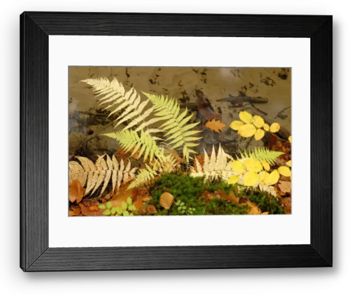 Framed Print : Fern at a stream bank in autumn Framed Print : Fern at a stream bank in autumn