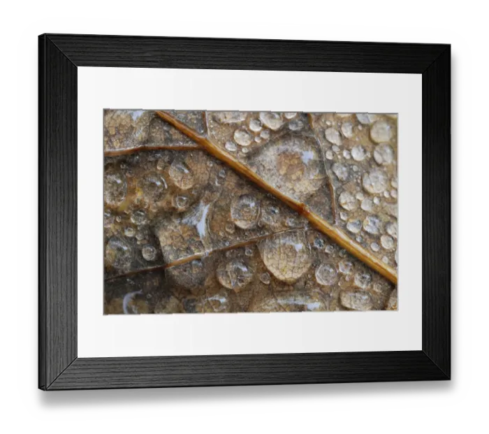 Framed Print : Water droplets on an oak leaf Framed Print : Water droplets on an oak leaf