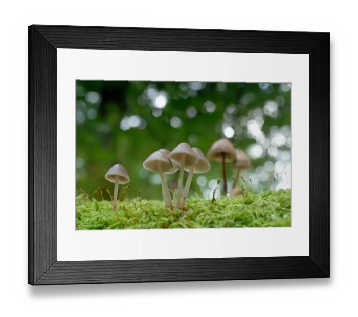 Framed Print : Mushroom and moss Framed Print : Mushroom and moss