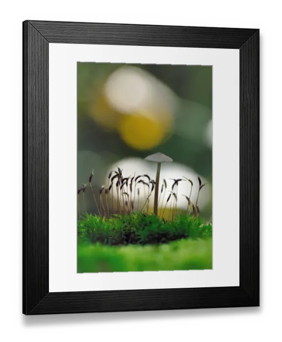 Framed Print : Mushroom and moss Framed Print : Mushroom and moss