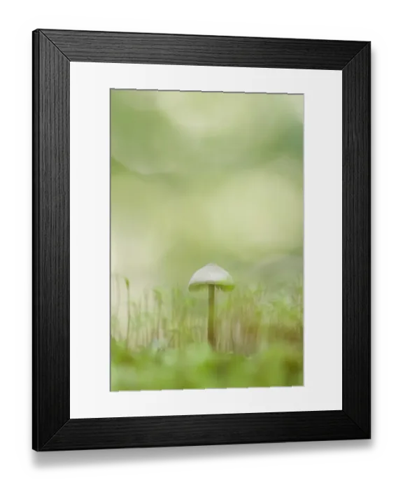 Framed Print : Mushroom and moss Framed Print : Mushroom and moss