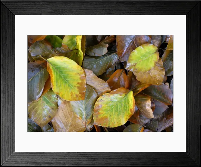 Framed Print : Beech leaves in autumn Framed Print : Beech leaves in autumn
