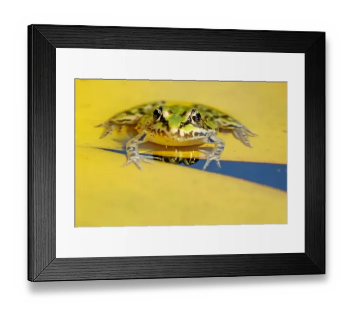 Framed Print : Pool Frog (Rana lessonae) on a Water Lily (Nymphaea) pad