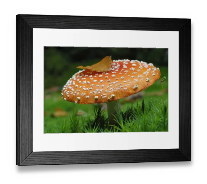 Framed Print : Fly Agaric (Amanita muscaria) in moss Framed Print : Fly Agaric (Amanita muscaria) in moss