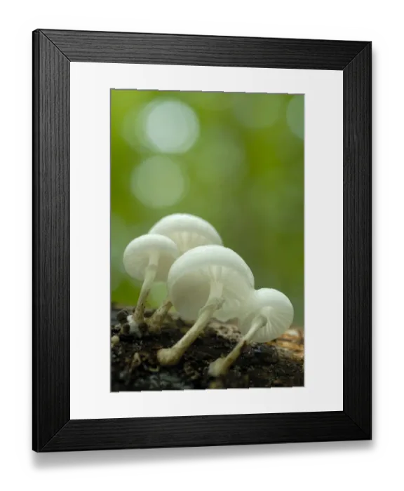 Framed Print : Porcelain Fungus (Oudemansiella mucida) Framed Print : Porcelain Fungus (Oudemansiella mucida)