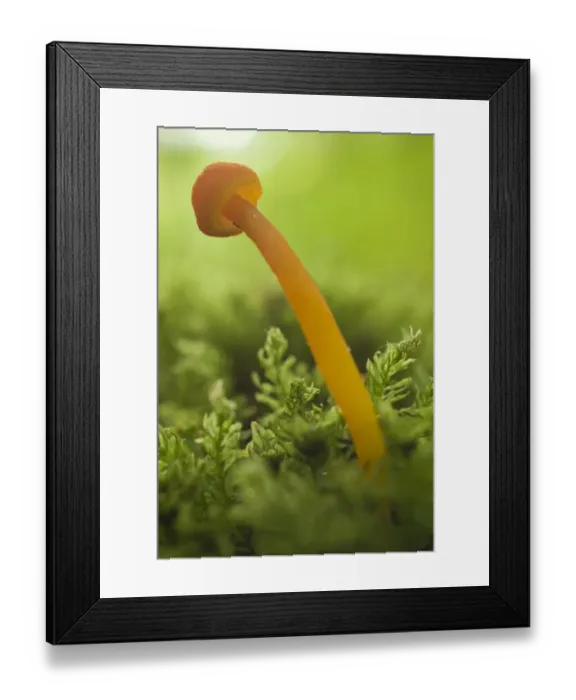 Framed Print : Mushroom in moss Framed Print : Mushroom in moss