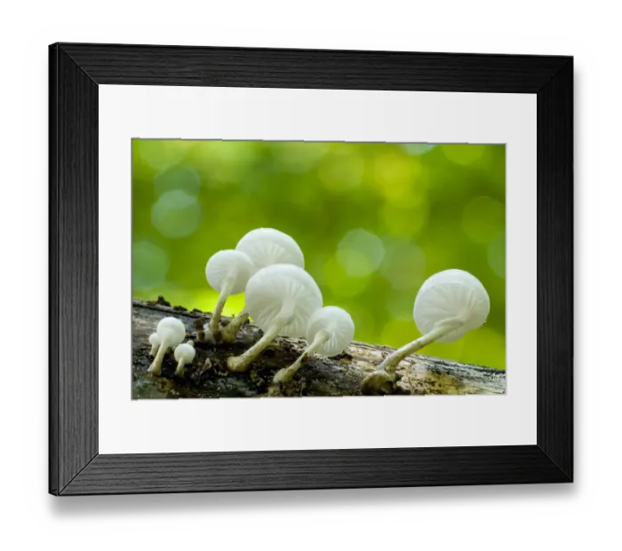 Framed Print : Porcelain Fungus (Oudemansiella mucida in), with backlighting Framed Print : Porcelain Fungus (Oudemansiella mucida in), with backlighting