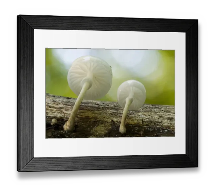 Framed Print : Porcelain Fungus (Oudemansiella mucida in), with backlighting Framed Print : Porcelain Fungus (Oudemansiella mucida in), with backlighting