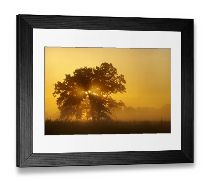 Framed Print : Solitary oak tree in the sunrise on the Elbe meadows, Middle Elbe Biosphere Reserve near Dessau, Saxony-Anhalt, Germany, Europe Framed Print : Solitary oak tree in the sunrise on the Elbe meadows, Middle Elbe Biosphere Reserve near Dessau, Saxony-Anhalt, Germany, Europe