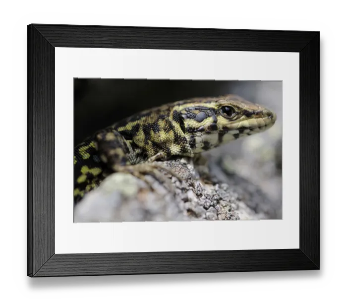 Framed Print : Tyrrhenian Wall Lizard (Podarcis tiliguerta), Corsica, France, Europe Framed Print : Tyrrhenian Wall Lizard (Podarcis tiliguerta), Corsica, France, Europe