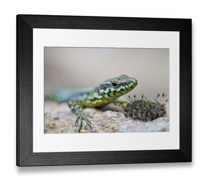 Framed Print : Tyrrhenian Wall Lizard (Podarcis tiliguerta), Corsica, France, Europe Framed Print : Tyrrhenian Wall Lizard (Podarcis tiliguerta), Corsica, France, Europe
