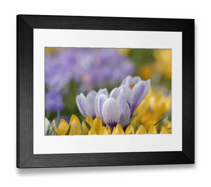 Framed Print : Crocuses (Crocus) in Clara Zetkin Park, Leipzig, Saxony, Germany, Europe Framed Print : Crocuses (Crocus) in Clara Zetkin Park, Leipzig, Saxony, Germany, Europe