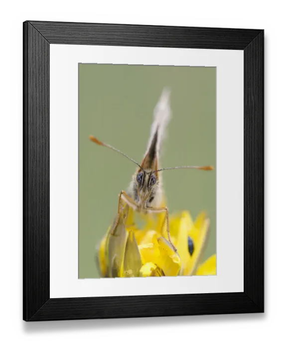 Framed Print : Heath Fritillary (Melitaea athalia) Framed Print : Heath Fritillary (Melitaea athalia)
