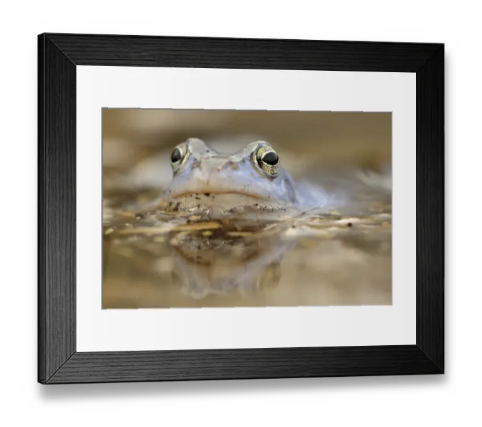 Framed Print : Moor frog (Rana arvalis) male, blue coloring during mating season, in a puddle of water on the Elbe river meadows in Dessau, Saxony-Anhalt, Germany, Europe Framed Print : Moor frog (Rana arvalis) male, blue coloring during mating season, in a puddle of water on the Elbe river meadows in Dessau, Saxony-Anhalt, Germany, Europe